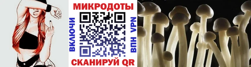 купить   Болхов  дарк нет наркотические препараты  Галлюциногенные грибы Psilocybine cubensis 